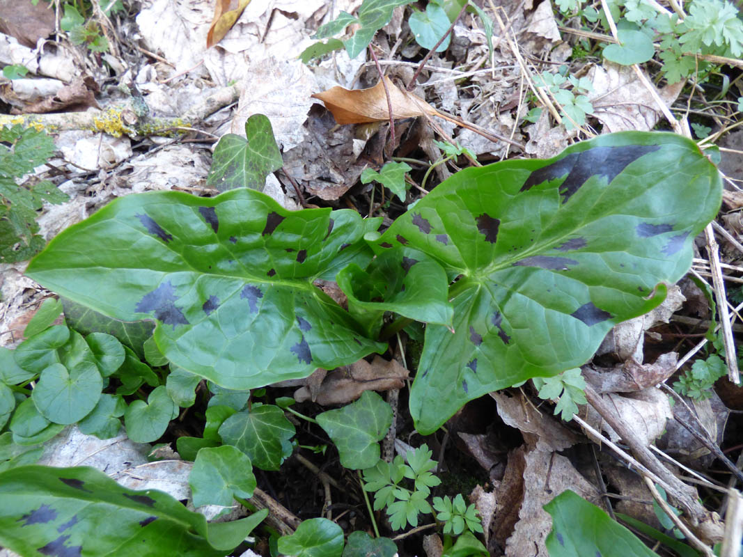 Arum maculatum